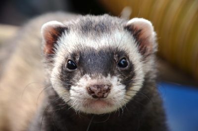 ferret, animal, nature, eyes, close up