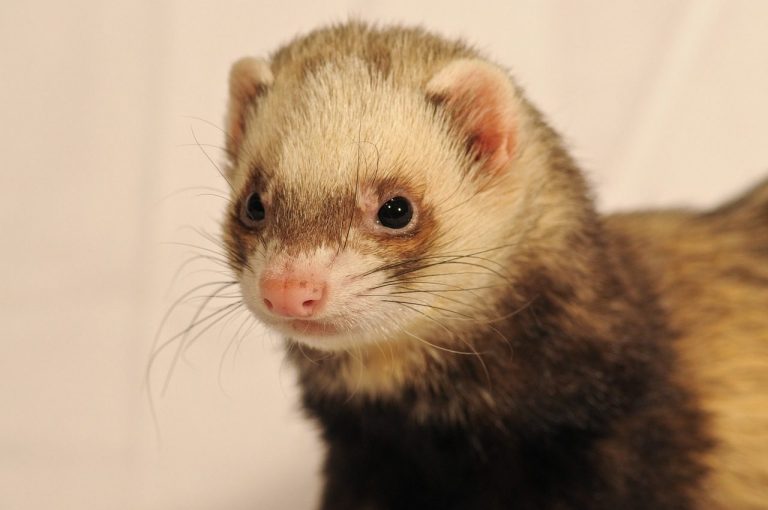 ferret, nature, animal, close up