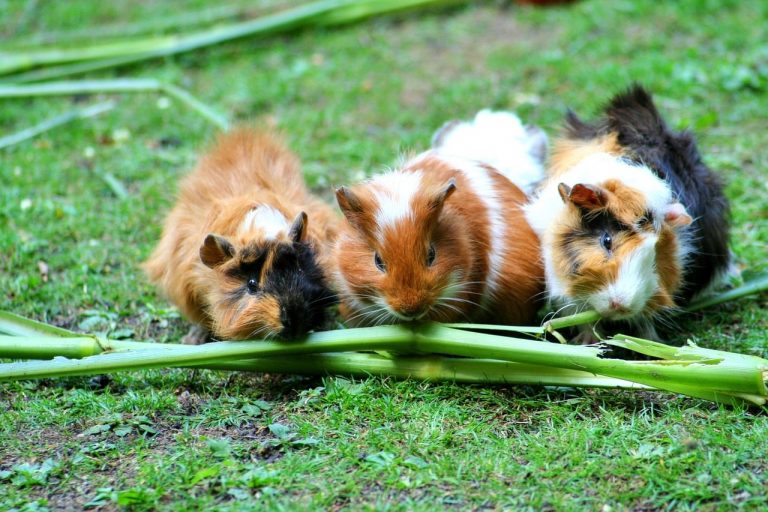 guinea pig, house guinea pig, cute, house guinea pigs, rodent, animal, small animals, graze, meadow, green, grass, nature, landscape, group, guinea pig, guinea pig, guinea pig, guinea pig, guinea pig