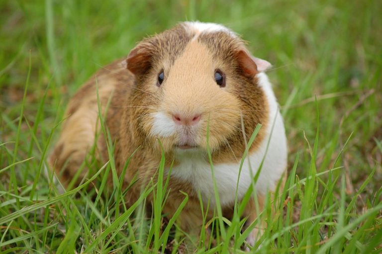 guinea pig, cavy, pet, guinea, rodent, mammal, animal, small, animal world, small animal, portrait, close up, nature, guinea pig, guinea pig, guinea pig, guinea pig, guinea pig