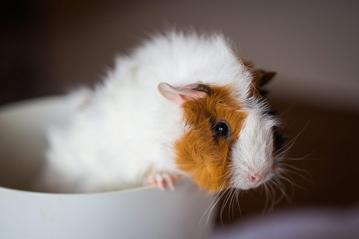 guinea pig, domestic animal, rodent, sea pig, rosette
