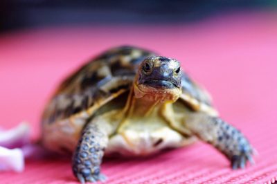 turtle, tortoise, shell, terrestrial, greek, curious, nature, reptile, animal