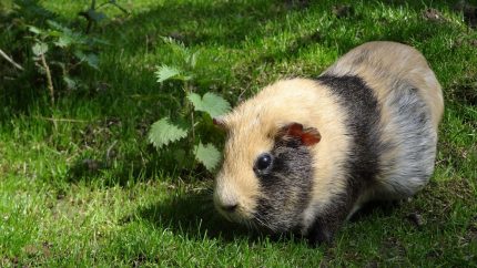 guinea pig, house guinea pig, nature, cute, house guinea pigs, animal, rodent