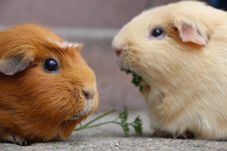 guinea pig, rodent, mammal, smooth hair, nature, fur, close up, wildlife, animal photography, guinea, brown, animal, domestic animal
