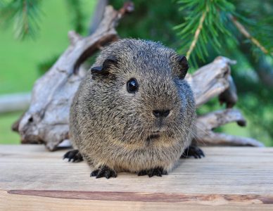 guinea pig, black-cream-agouti, rodent, animal, mammal, small animal, cute, close up, caviidae, cavy, nature, animal world