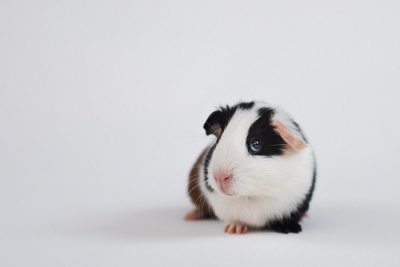 cavia, caviidae, guinea pig, meerschweinchen, nature, pet, huisdier, cavies, rodent, baby, cute, animal, knaagdier